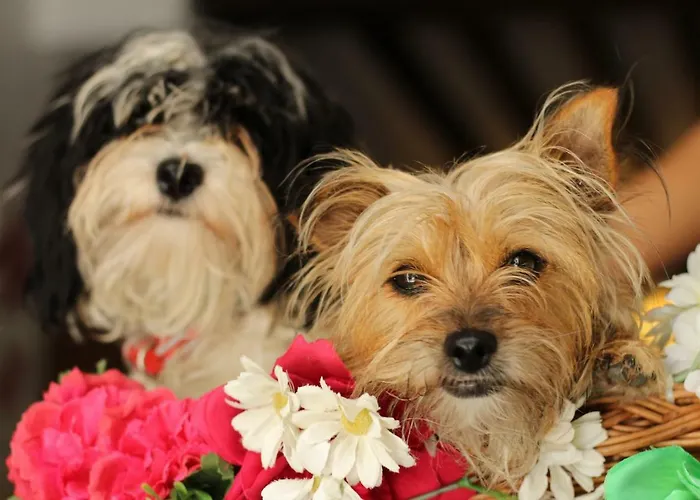 Barrio Boutik Long * Αλικάντε